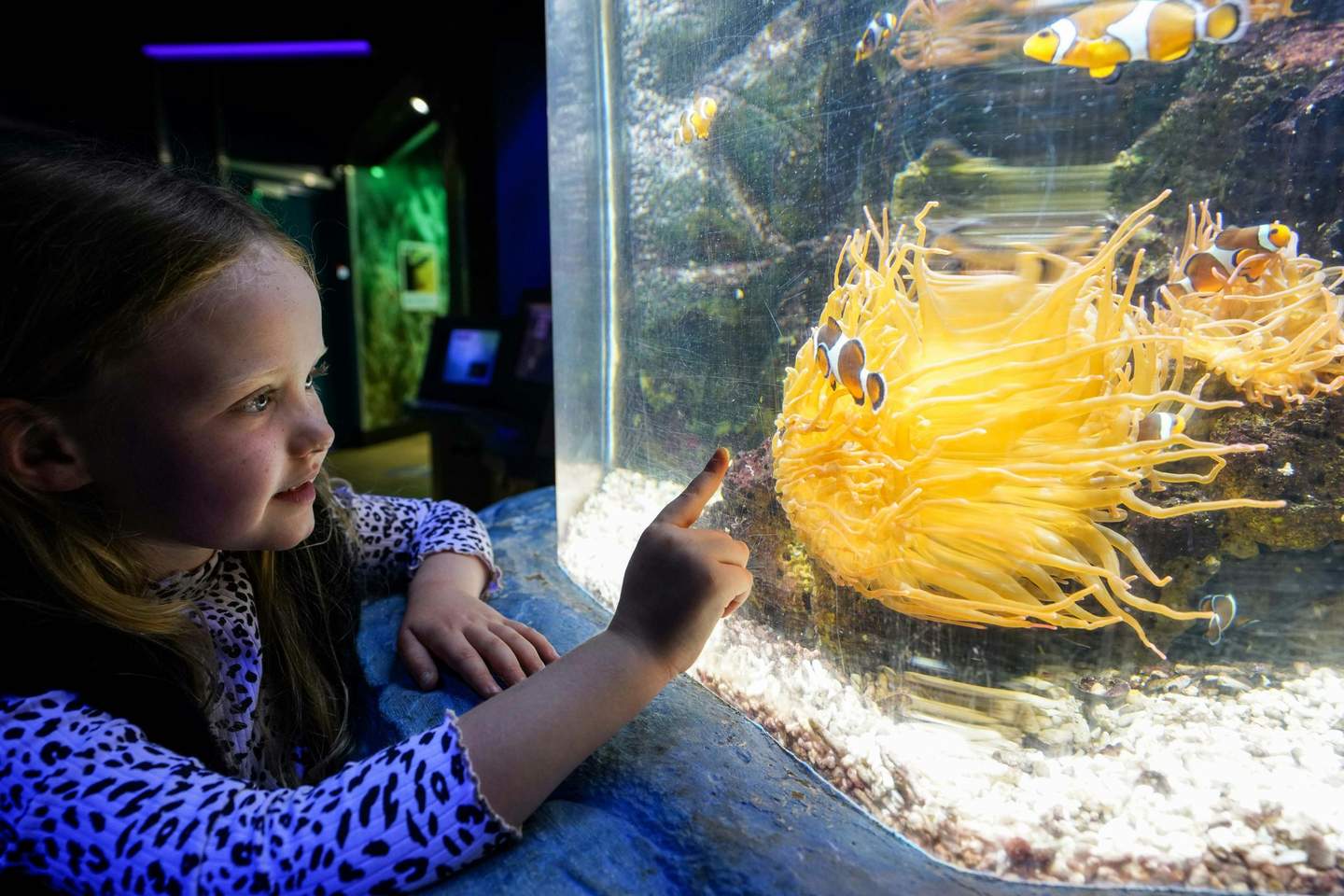 SEA LIFE Great Yarmouth A child in a leopard print shirt points at clownfish and sea anemone in an aquarium.