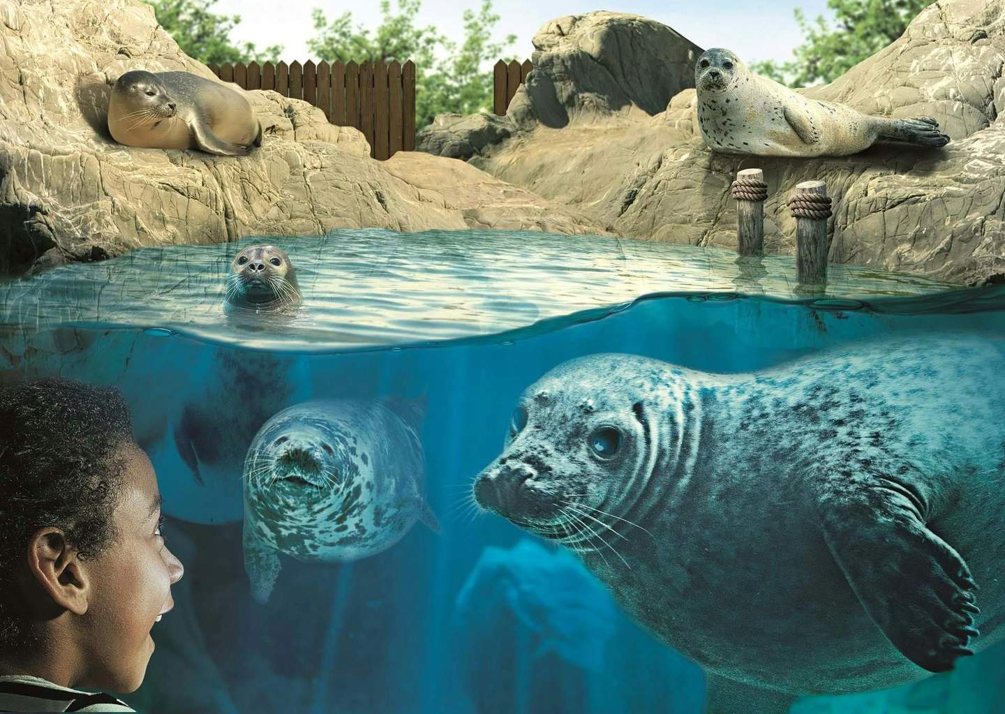 SEA LIFE Hunstanton A child smiles at a seal enclosure featuring seals swimming underwater and resting on rocky surfaces.