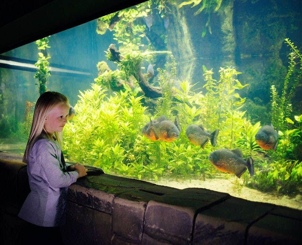 SEA LIFE Manchester A young girl looks at several fish swimming in a large aquarium filled with aquatic plants and rocks.