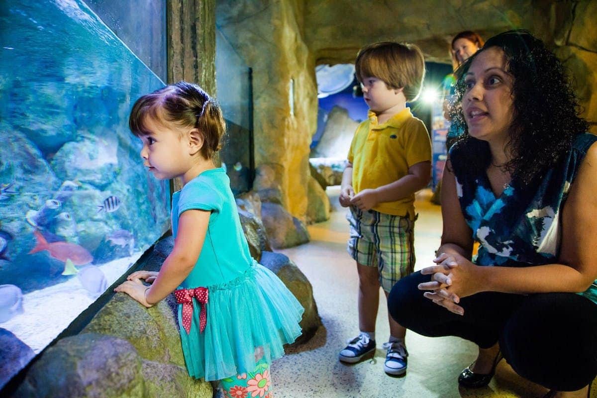 SEA LIFE Scarborough Une jeune fille regarde des poissons dans un aquarium à côté d'un garçon et d'une femme adulte ; ils se trouvent dans un intérieur au décor rocheux.