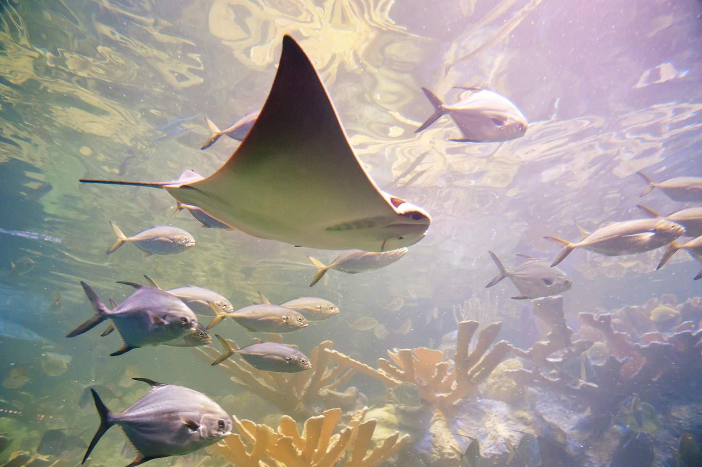 New England Aquarium A stingray swims among several fish near a coral reef in a well-lit underwater scene.