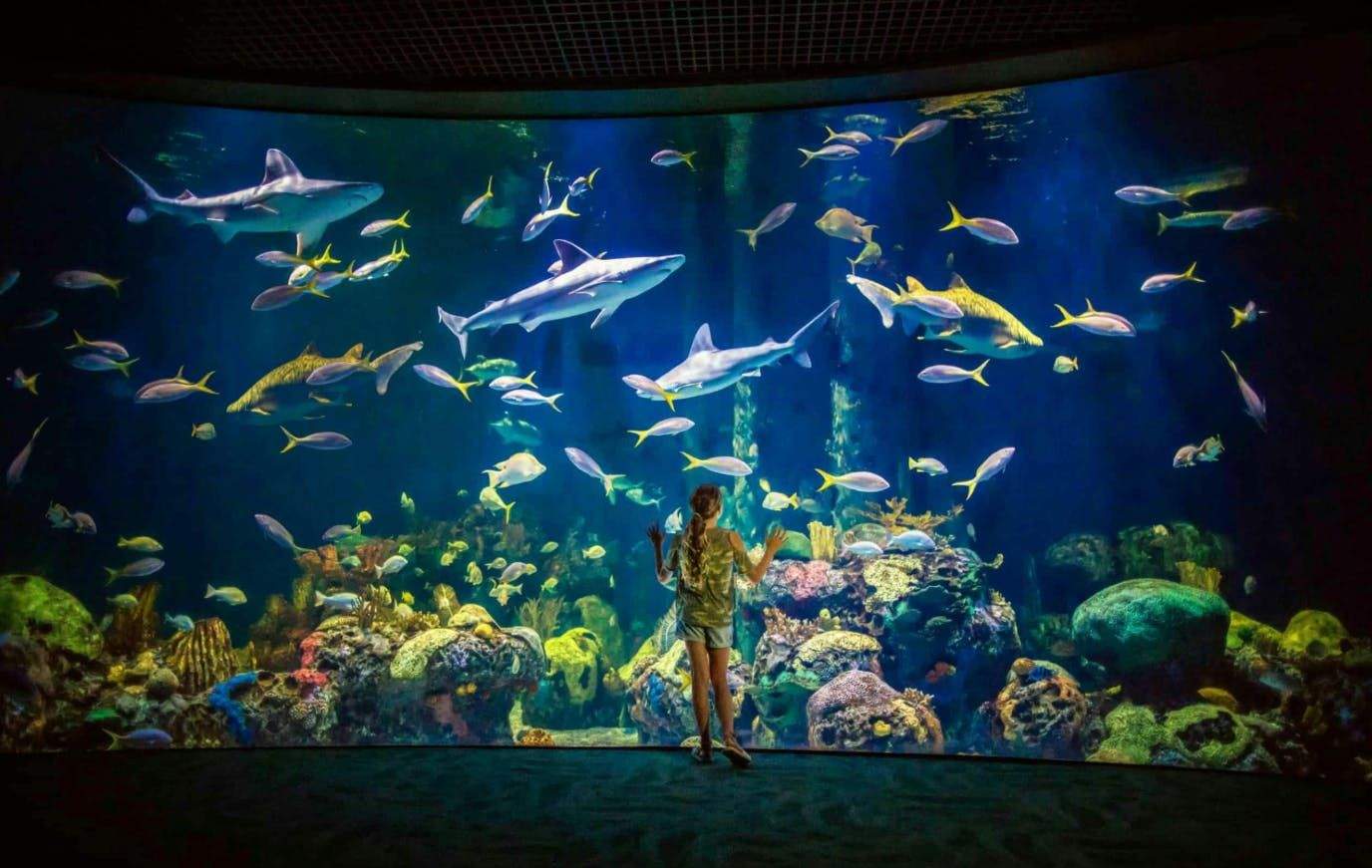 Uma pessoa está em frente a um grande aquário com tubarões, peixes coloridos e um cenário de recife de coral.