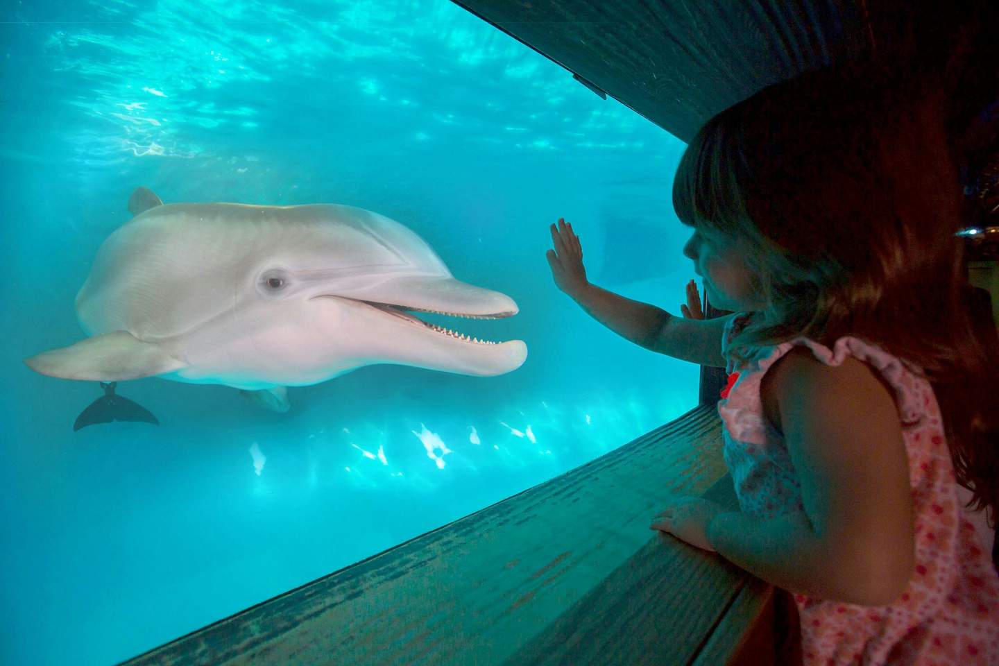 Clearwater Marine Aquarium A child touches the glass of an aquarium tank with a smiling dolphin close to the glass, blue water surrounds both.
