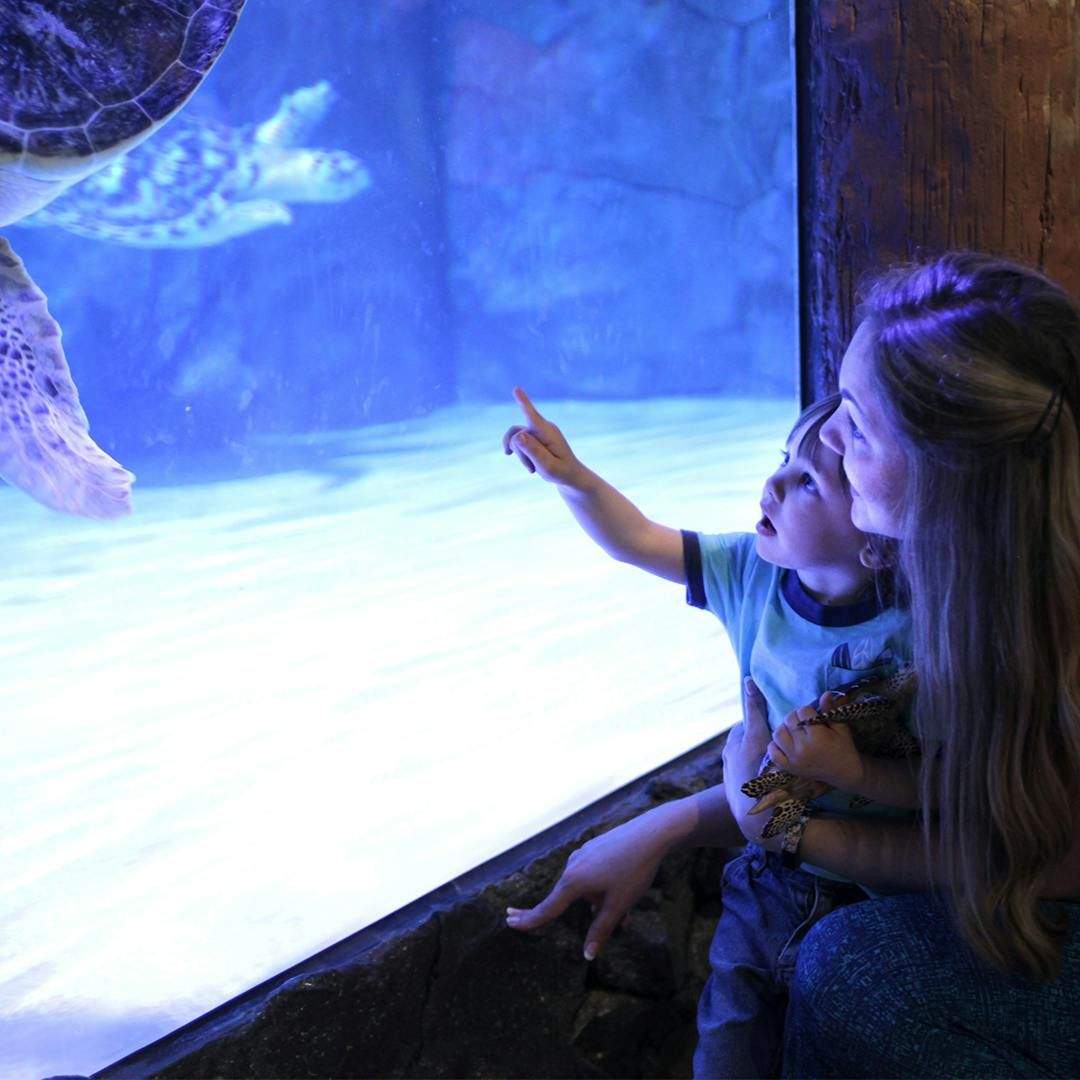 Aquarium SEA LIFE Grapevine Une femme et un enfant observent une tortue de mer qui nage derrière une vitre d'aquarium. L'enfant montre la tortue du doigt.