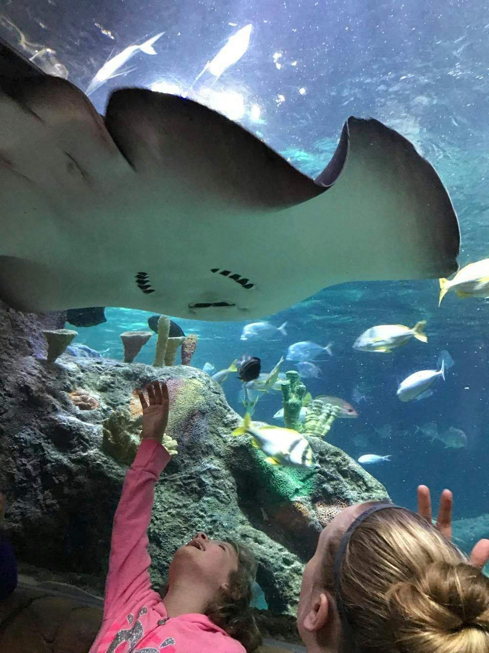 SEA LIFE Kansas City Two children admire a large stingray swimming above them in an aquarium, surrounded by colorful fish and coral.
