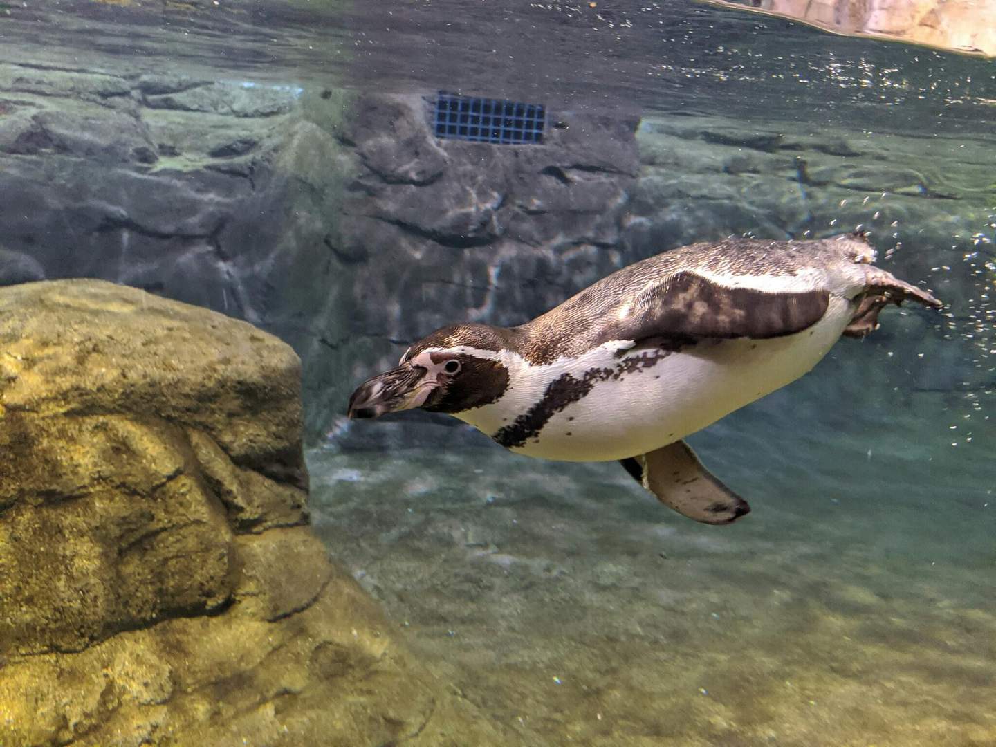 Aquarium du Niagara Un pingouin nageant sous l'eau près d'un rocher dans un habitat d'eau claire avec un arrière-plan rocheux.