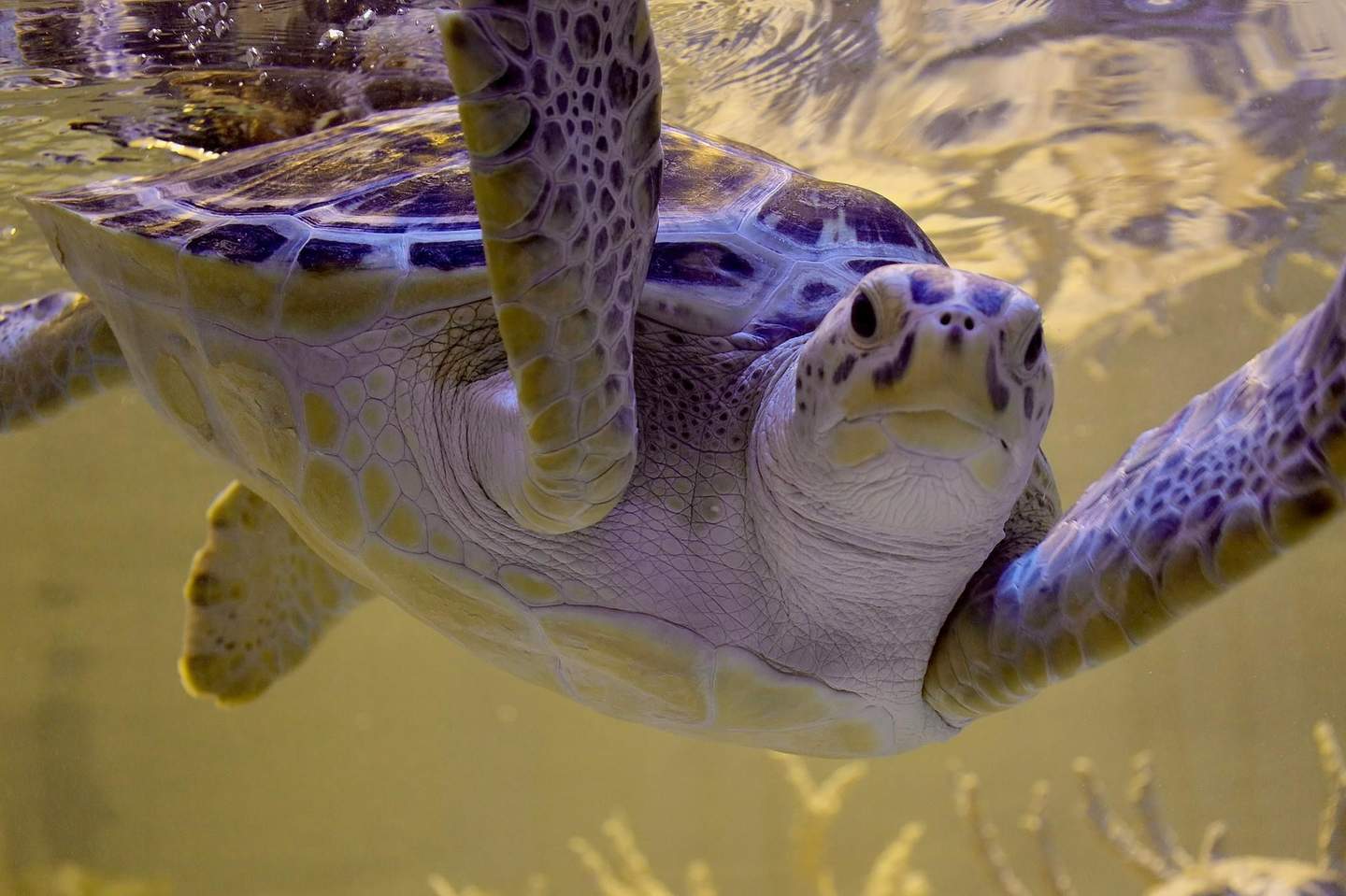 San Antonio Aquarium A marine turtle swims underwater, displaying detailed patterns and textures on its shell and flippers.