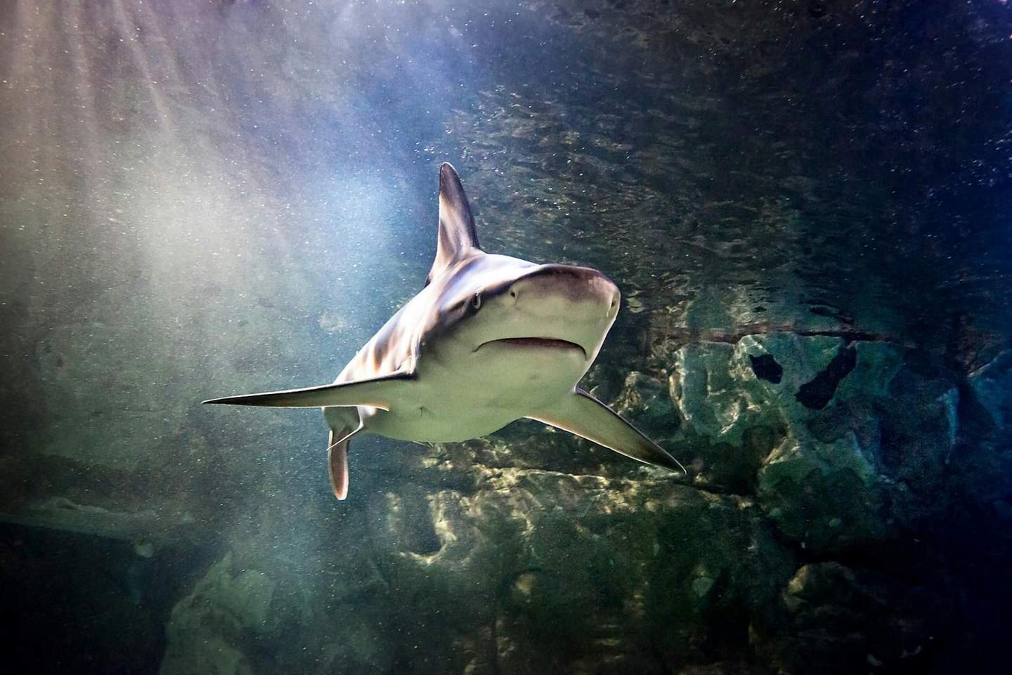SEA LIFE San Antonio A shark swims in clear water with rocky seabed and sun rays filtering through the surface.
