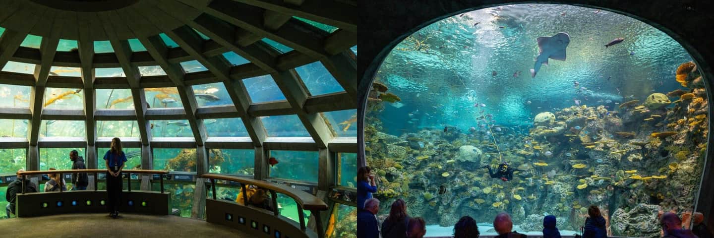 Seattle Aquarium People observing marine life through large aquarium windows, including fish, corals, and a diver.