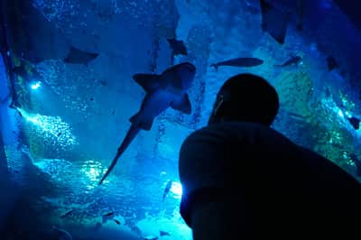 A person looks at a shark swimming overhead in a blue-lit aquarium.