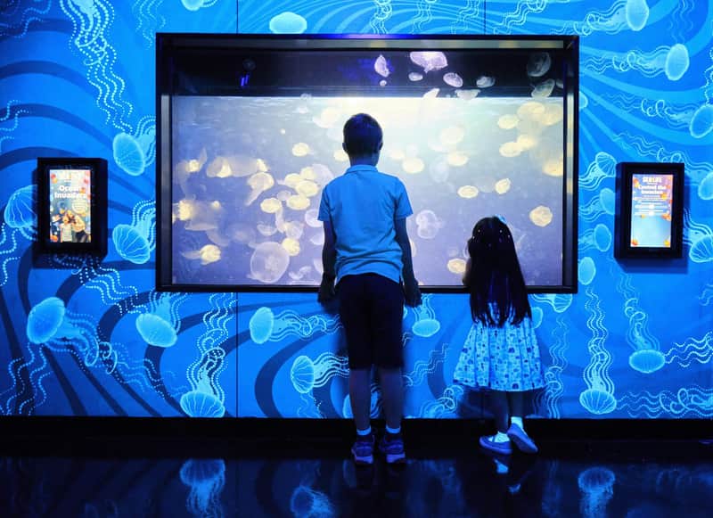 SEA LIFE Melbourne Aquarium: Entry Ticket SEA LIFE Melbourne Aquarium: Entry Ticket
