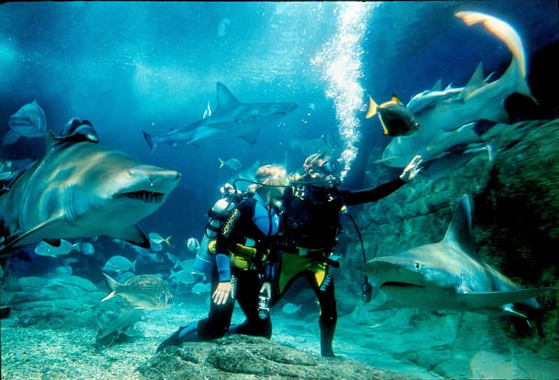 Shark Dive Xtreme at Sea Life Melbourne Shark Dive Xtreme at Sea Life Melbourne