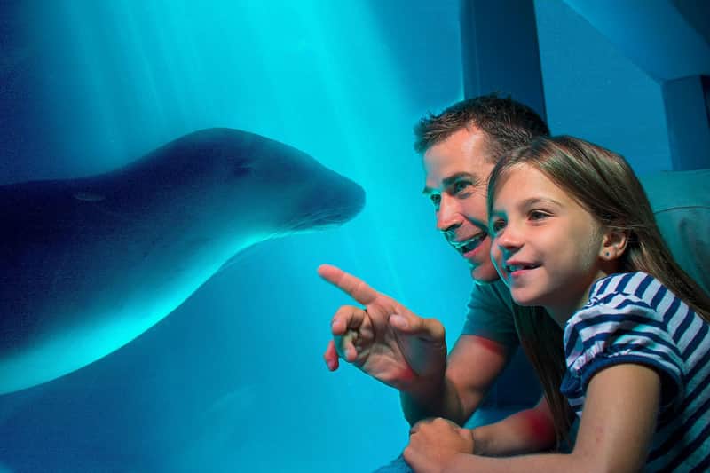 SEA LIFE Sunshine Coast Aquarium: Entry Ticket SEA LIFE Sunshine Coast Aquarium: Entry Ticket