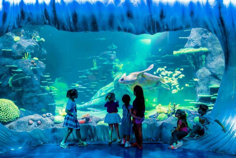 SEA LIFE Sydney Aquarium: Entry Ticket SEA LIFE Sydney Aquarium: Entry Ticket