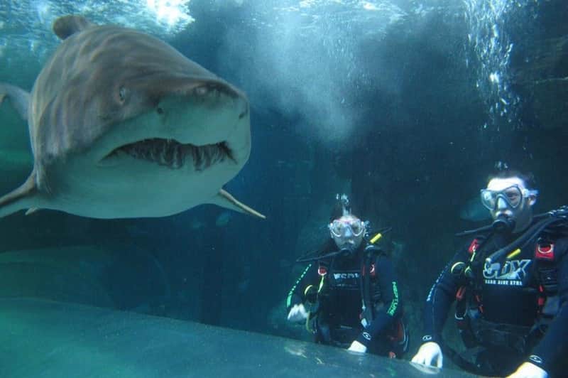 SEA LIFE Sydney Aquarium: Shark Dive Xtreme SEA LIFE Sydney Aquarium: Shark Dive Xtreme
