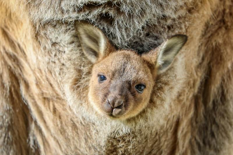 Sydney Zoo: Entry Ticket