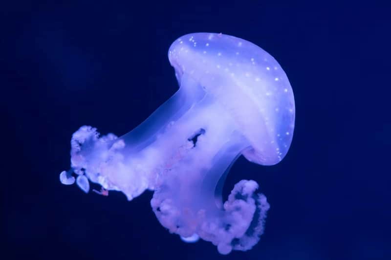 Aquarium de Paris: Annual Pass Aquarium de Paris: Annual Pass