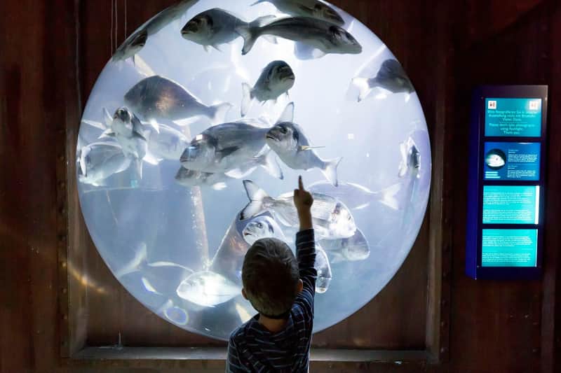 SEA LIFE Speyer: Entry Ticket