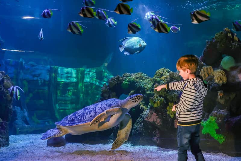 SEA LIFE Timmendorfer Strand: Entry Ticket