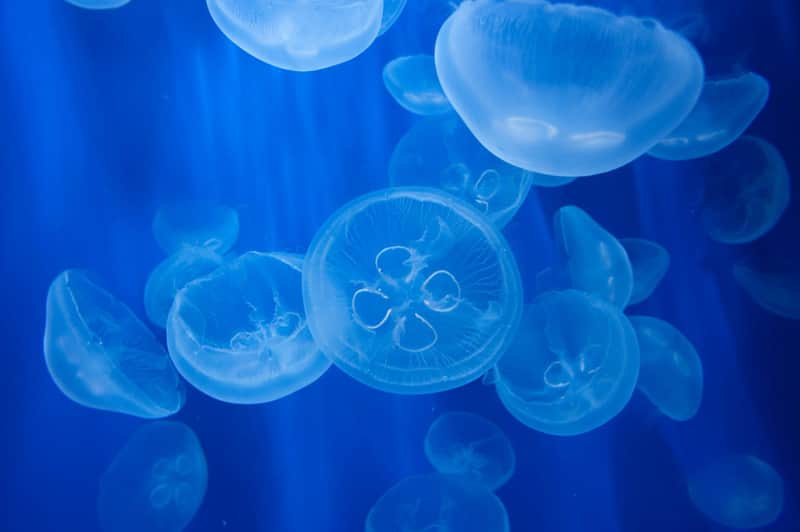 Aquarium of Genoa & Whale Watching Cruise Aquarium of Genoa & Whale Watching Cruise