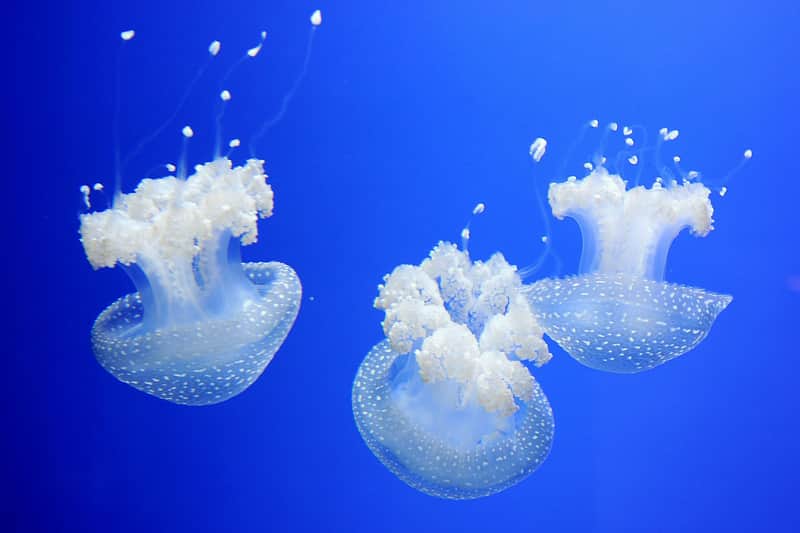 Aquarium of Genoa: Entry Ticket + Food Experience Aquarium of Genoa: Entry Ticket + Food Experience