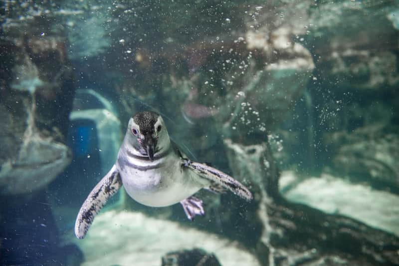 Aquarium of Genoa: Fast Track Ticket + Impossible Museum Aquarium of Genoa: Fast Track Ticket + Impossible Museum