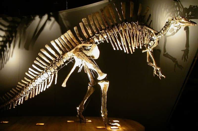 Natural History Museum (Museo di Storia Naturale): Entry ticket
