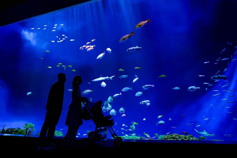 DMM Kariyushi Aquarium: Ticket für Zeiten außerhalb der Hauptbesuchszeiten (Eintritt nach 17:00)