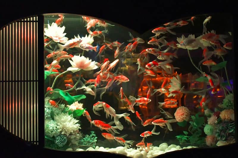 Art Aquarium Museum: Entry Ticket