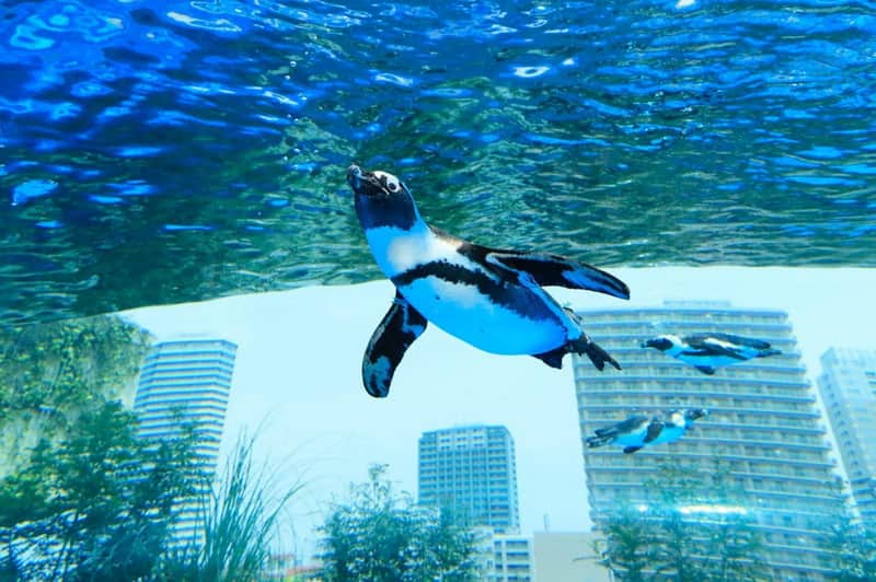 Sunshine Aquarium: Entry Ticket