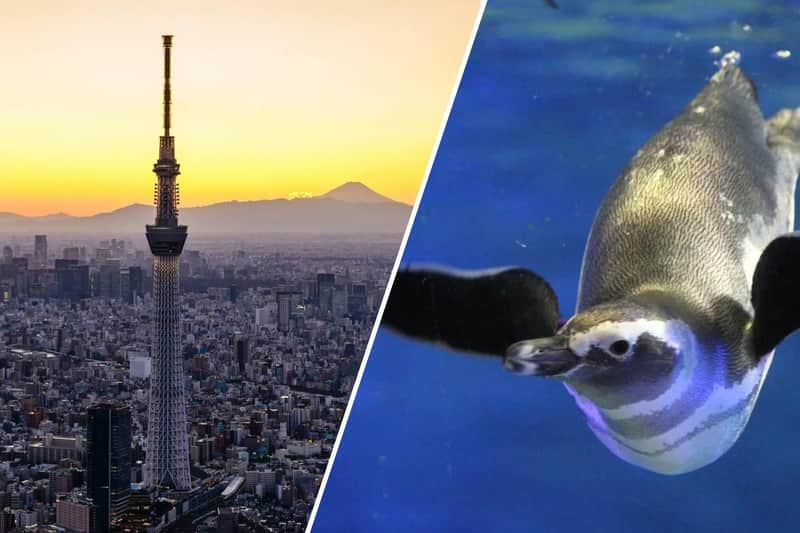 Tokyo Skytree Pass: Tokyo Skytree + Sumida Aquarium