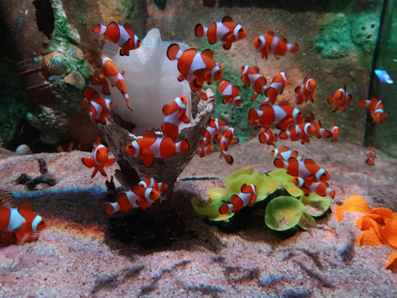 槟城顶级景点通票: 10%折扣 一群小丑鱼在水族馆的白珊瑚周围游动,里面有沙子和绿色的水生植物。