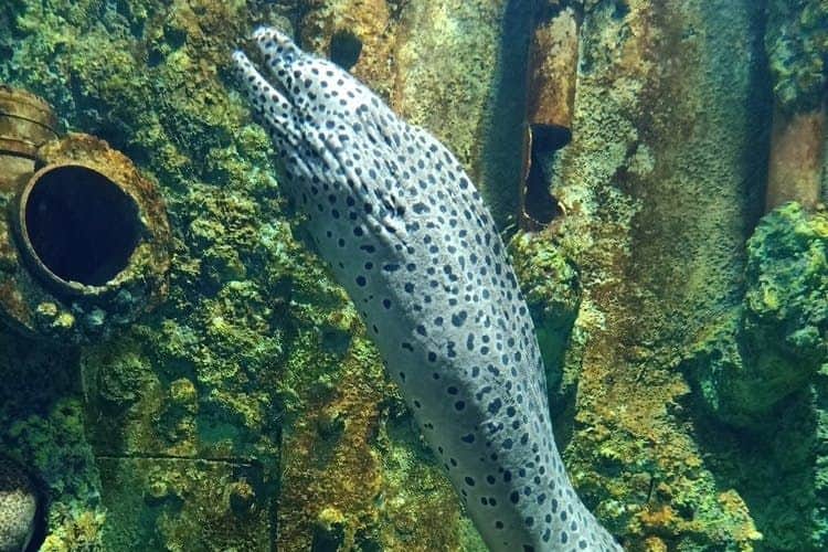 The TOP Penang Boutique Aquarium: Admission Ticket
