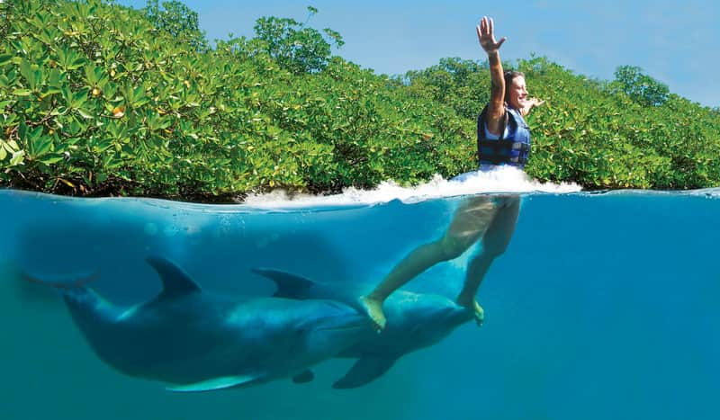 Delphinus Xcaret: Entry Ticket + Transfers + Swim with Dolphins