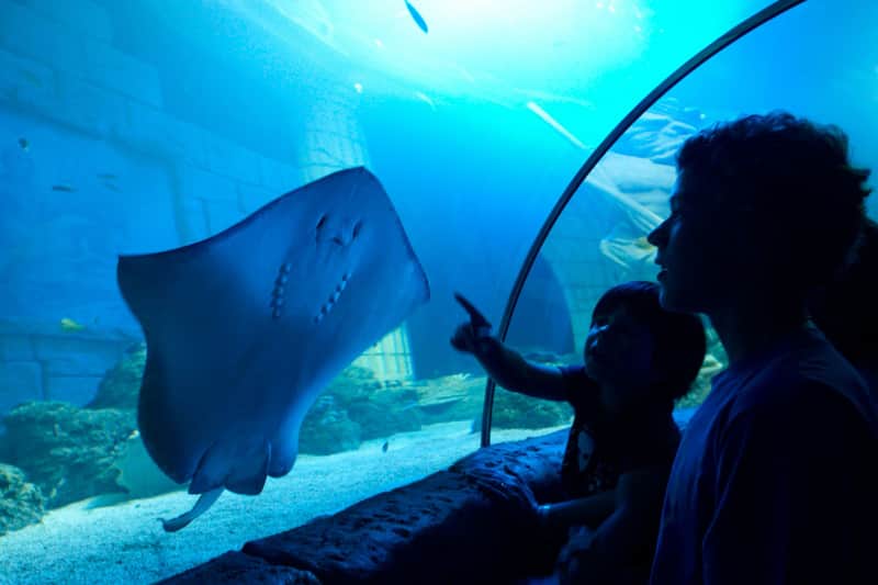 SEA LIFE Porto: Annual Pass