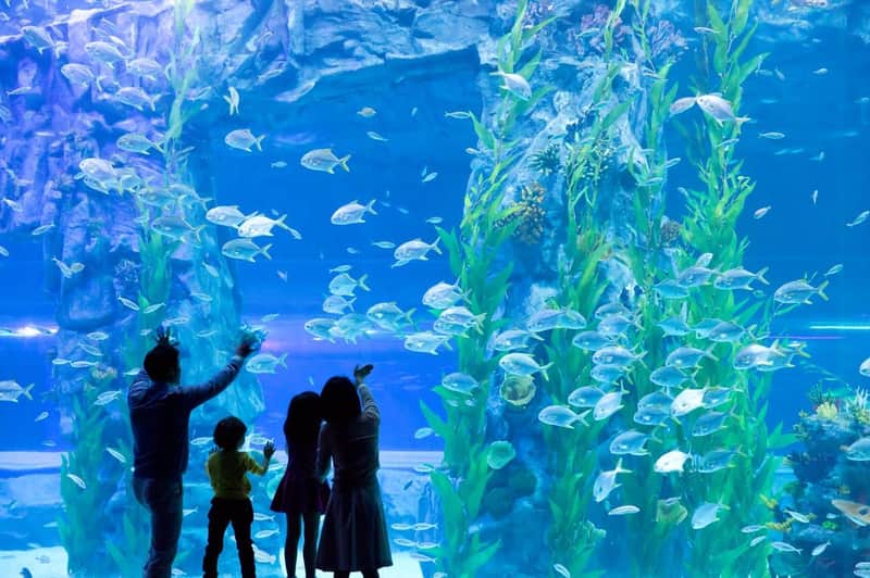 Lotte World Aquarium: Entry Ticket