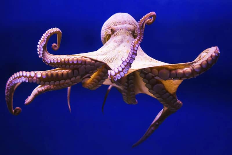 Gran Canaria: Guided Day Tour from Tenerife + Aquarium & Distillery Entry