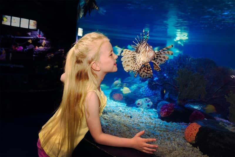 SEA LIFE Scheveningen: Eintrittskarte