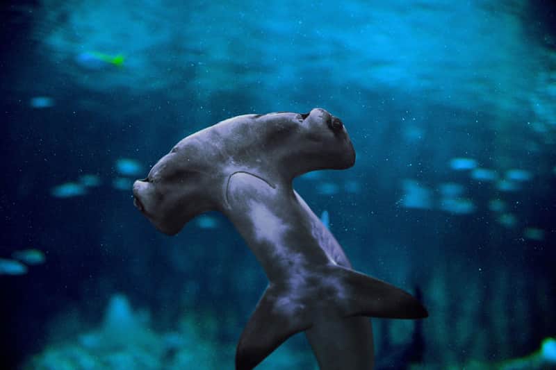 The National Aquarium Abu Dhabi: VIP Package The National Aquarium Abu Dhabi: VIP Package