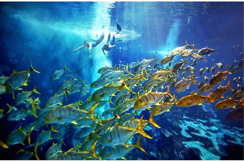 Lost World Aquarium: Aquarium Experiences Lost World Aquarium: Aquarium Experiences