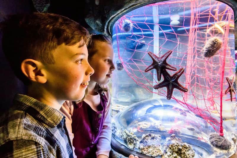 SEA LIFE Brighton: Standard Ticket SEA LIFE Brighton: Standard Ticket