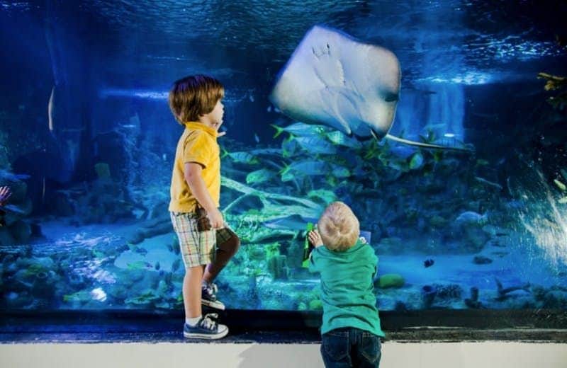 SEA LIFE at Mall of America: Entry Ticket