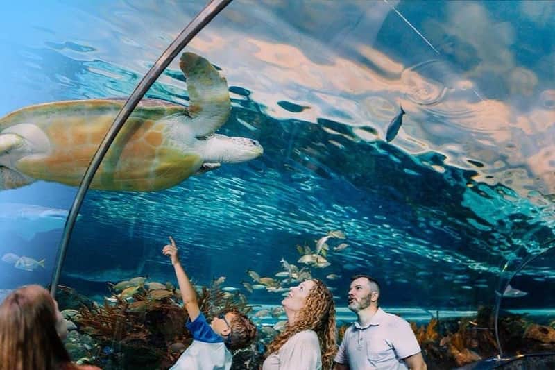 Ripley's Aquarium Gatlinburg + 2 or 3 Attractions Ripley's Aquarium Gatlinburg + 2 or 3 Attractions