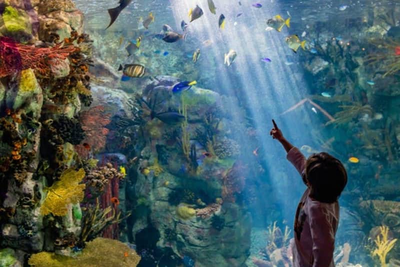 Birch Aquarium: Entry Ticket