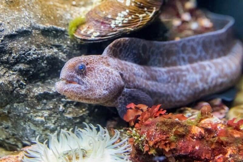 San Francisco: VIP Experience at Aquarium of the Bay