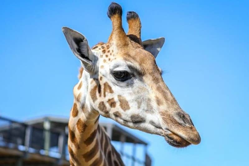 Sydney Zoo Sydney Zoo