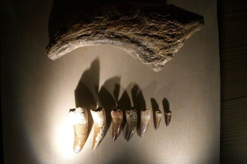 Natural History Museum Venice (Museo di Storia Naturale di Venezia)