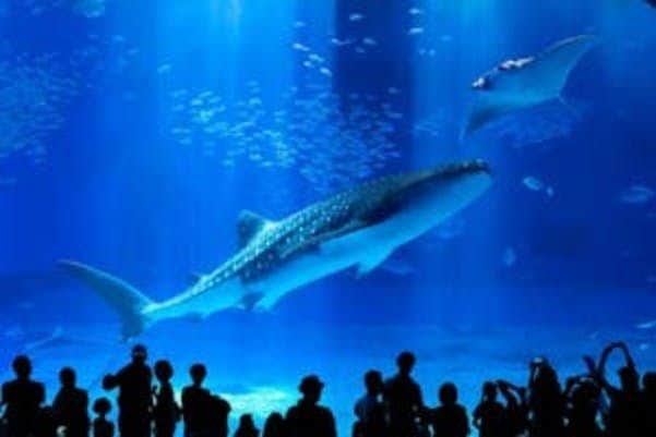 Acquario Churaumi di Okinawa