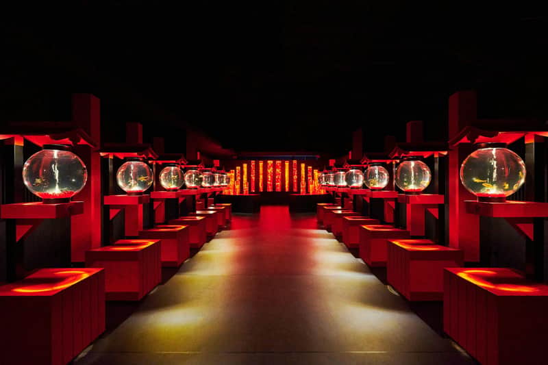 Art Aquarium Museum Art Aquarium Museum