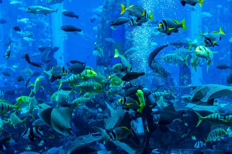 Lost World Aquarium Lost World Aquarium